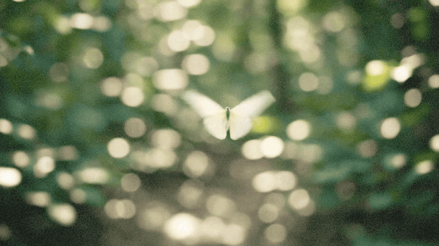White butterflies in motion
